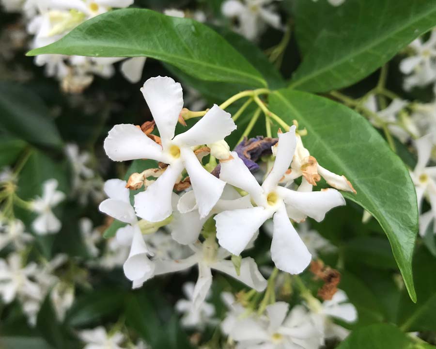Trachelospermum jasminoides, Star Jasmine