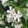 Trachelospermum jasminoides, Star Jasmine