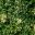 Trachelospermum jasminoides Variegatum