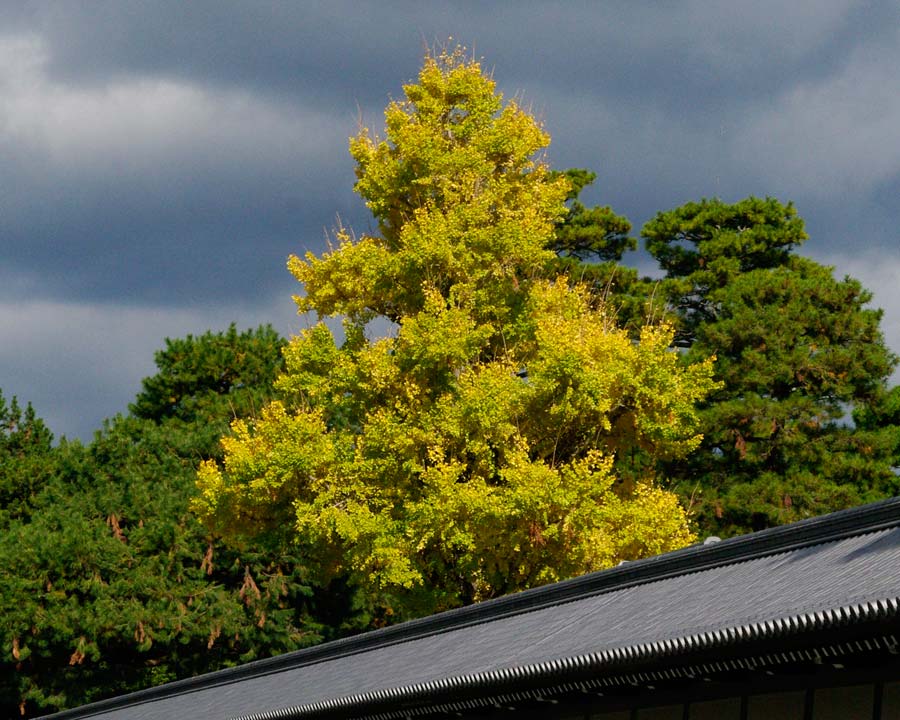 Gingko biloba, as seen at Kyoto Imperial Palace