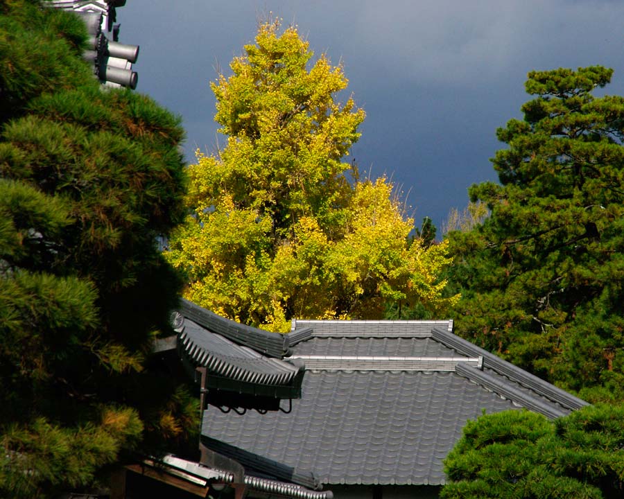 Gingko biloba, as seen at the Kyoto Imperial Palace, Japan