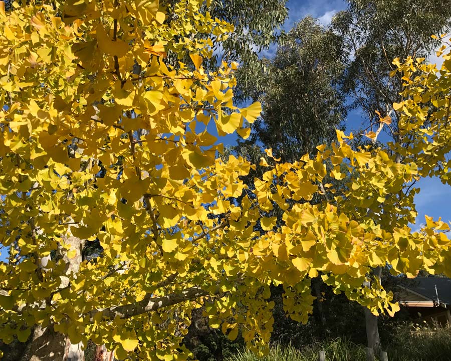 Golden Yellow leaves in autumn - Ginkgo biloba