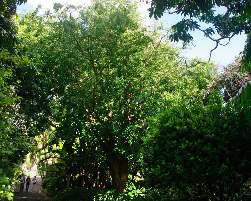 Ginkgo biloba Fastigiata is a large and spreading tree - taken in Sydney Botanic Garden