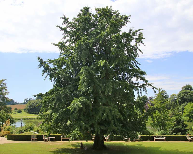 Ginkgo biloba, the Maidenhair Tree - a champion tree at Sherbourne castle, Dorset, UK
