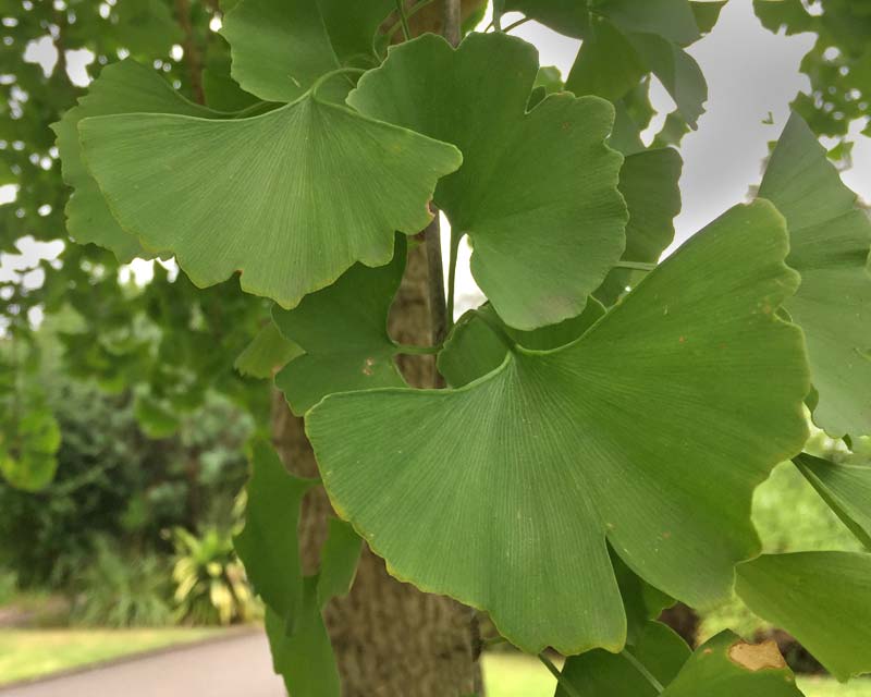 The fan shaped leaves of Ginkgo biloba - Maidenhair Tree