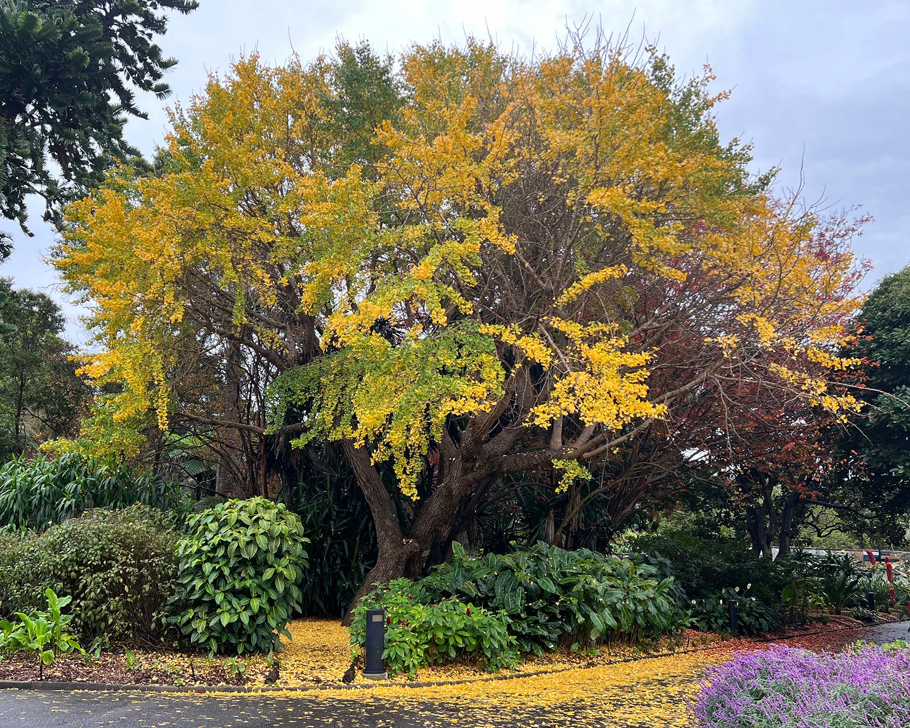 Ginkgo biloba - yellow leaves fall creating a yellow carpet