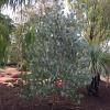 Rounded crown - Eucalyptus polyanthemos is an attractive tree even when a few years old