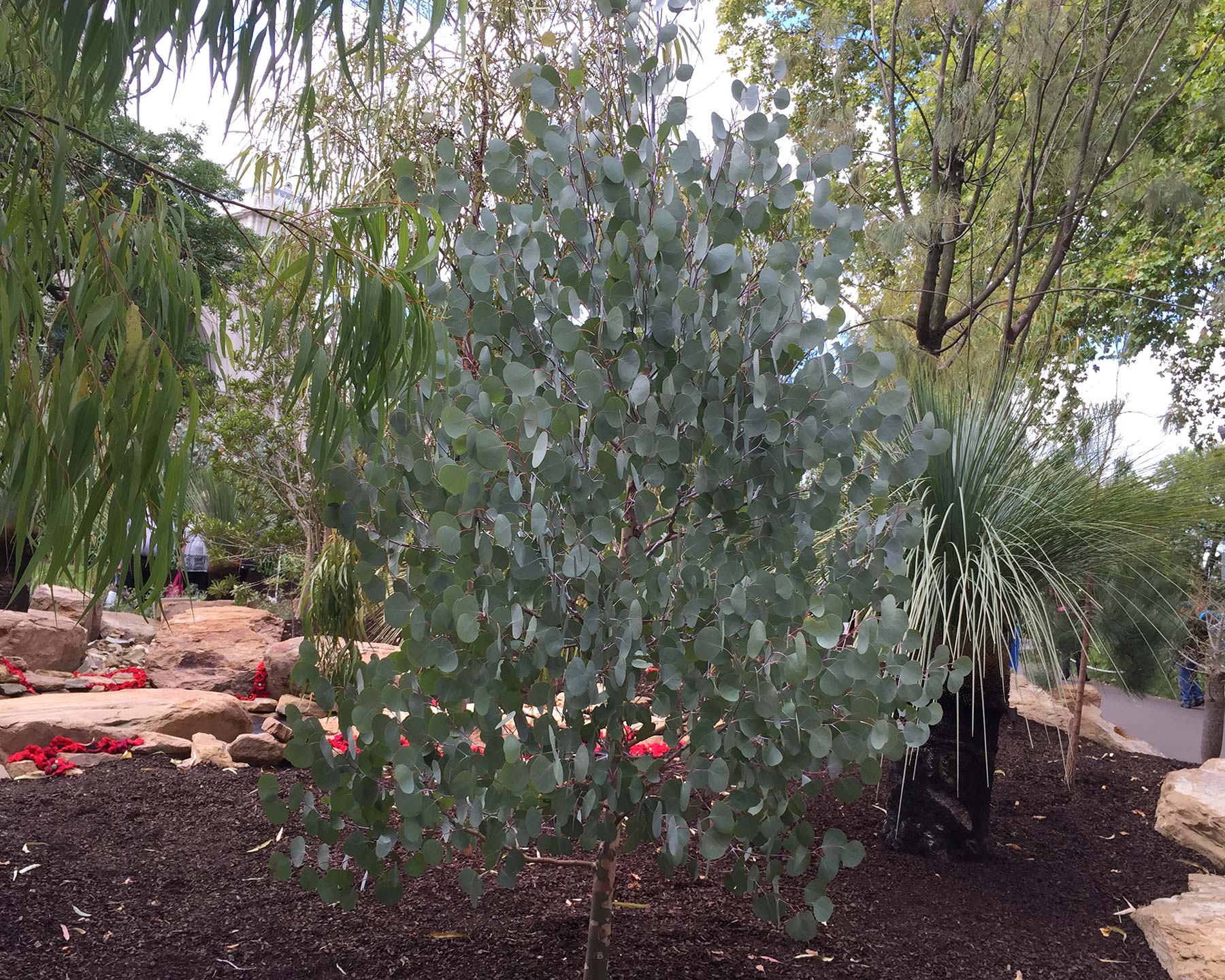 Rounded crown - Eucalyptus polyanthemos is an attractive tree even when a few years old
