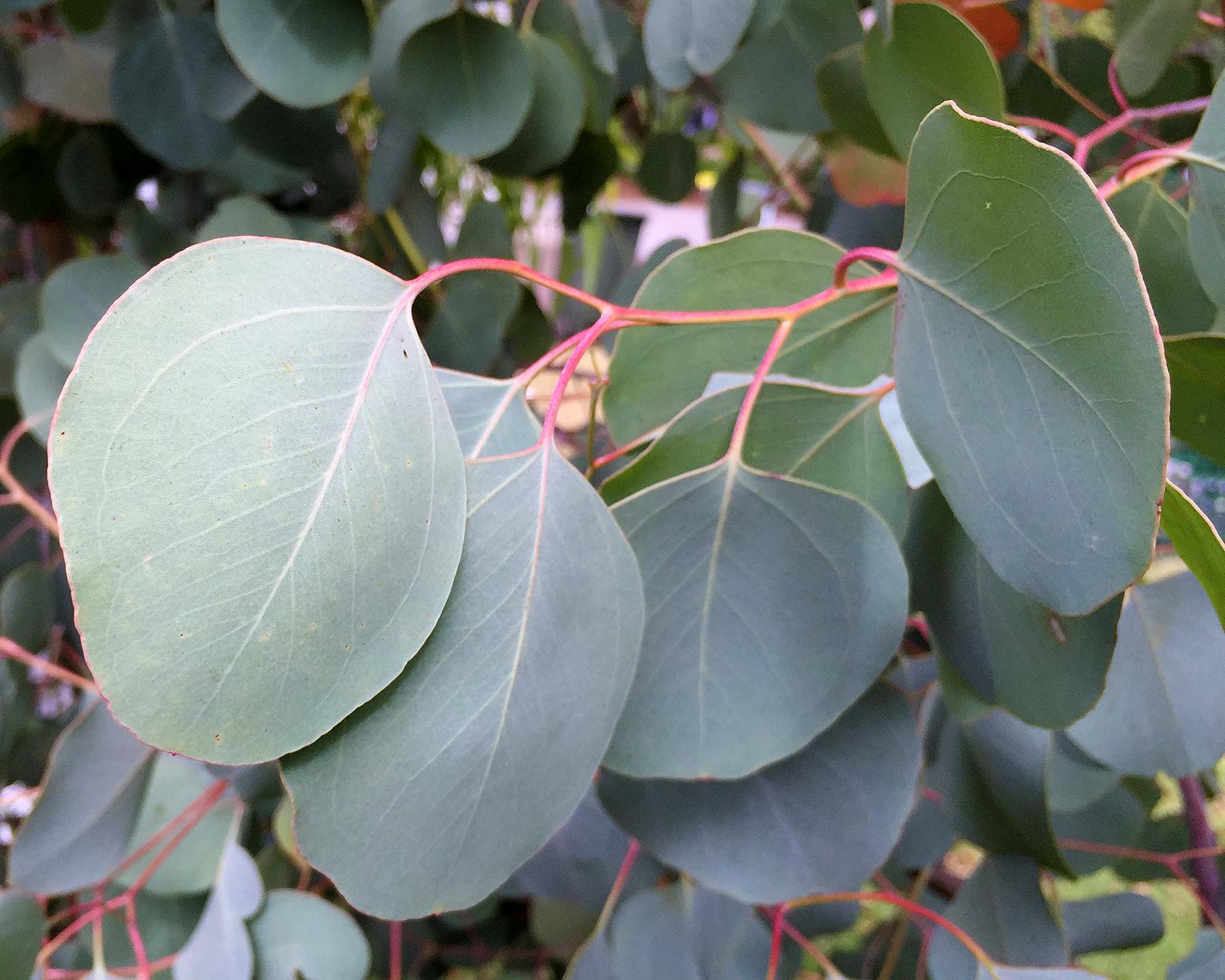 Eucalyptus polyanthemos  has attractive foliage the leaves are grey-green and oval in shape