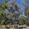 Eucalyptus polyanthemos - Silver Dollar Gum