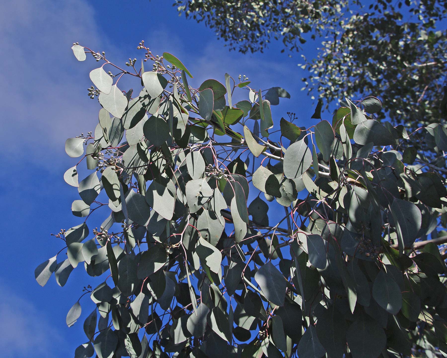 The silver grey foliage of Eucalyptus polyanthemos