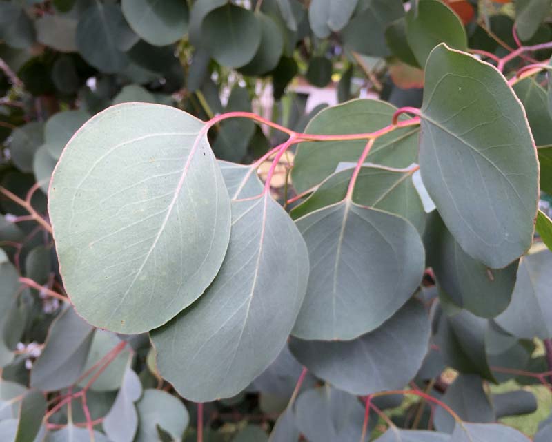 Eucalyptus polyanthemos | GardensOnline