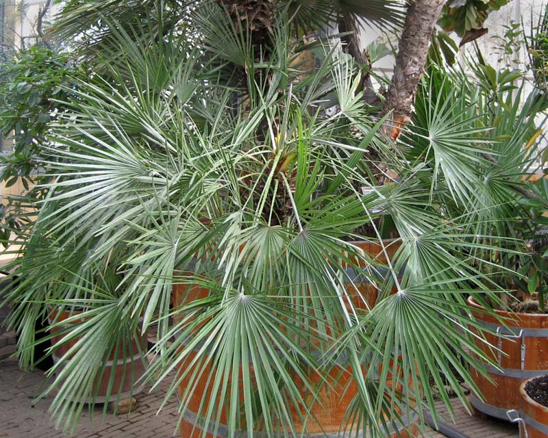 Chamaerops humilis.  A Mediterranean Fan Palm - growing in Glasshouse at De Hortus Botanicus Amsterdam