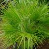 Chamaerops humilis.  All plants start small - this one has some growing to do yet
