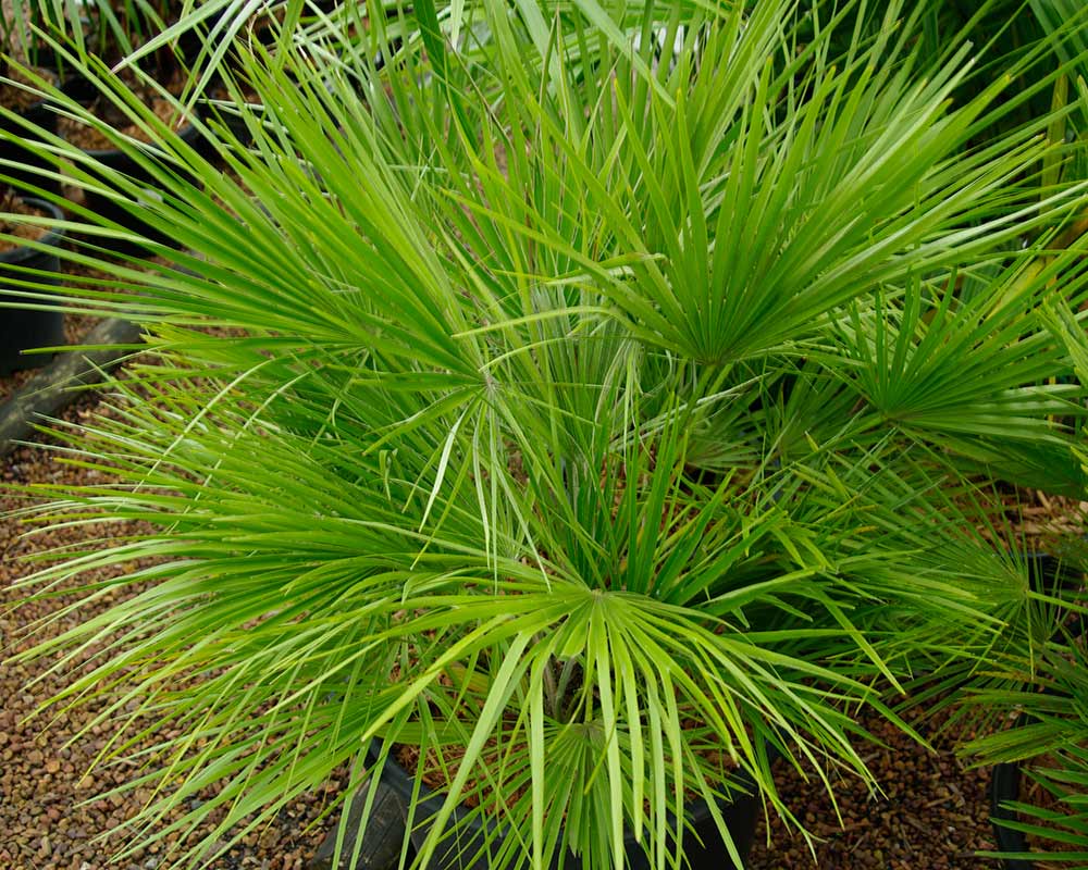 Chamaerops humilis.  All plants start small - this one has some growing to do yet