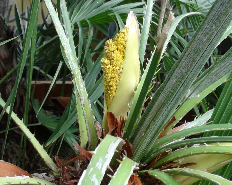 Chamaerops humilis or European Fan Palm produces a dense inflorescence of yellow flowers.