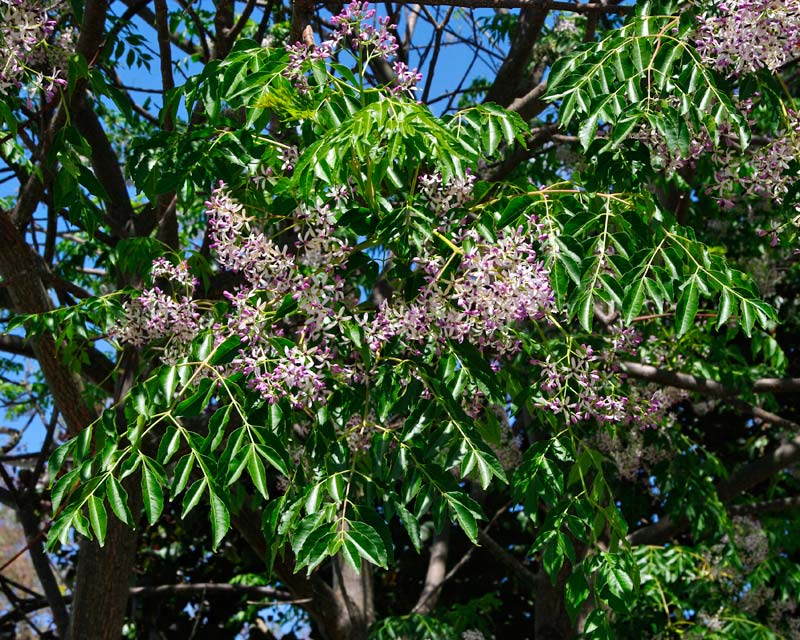 Melia azedarach - White Cedar also known as Persian or Cape Lilac
