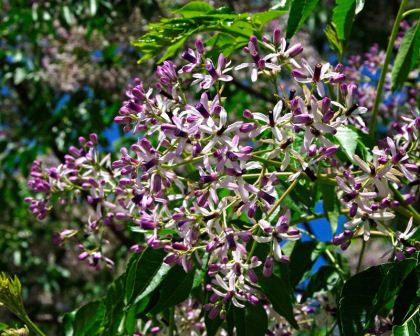 Melia azedarach - White cedar - cluster of delicate pale mauve and deep purple flowers