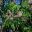 Melia azedarach - White Cedar also known as Persian or Cape Lilac