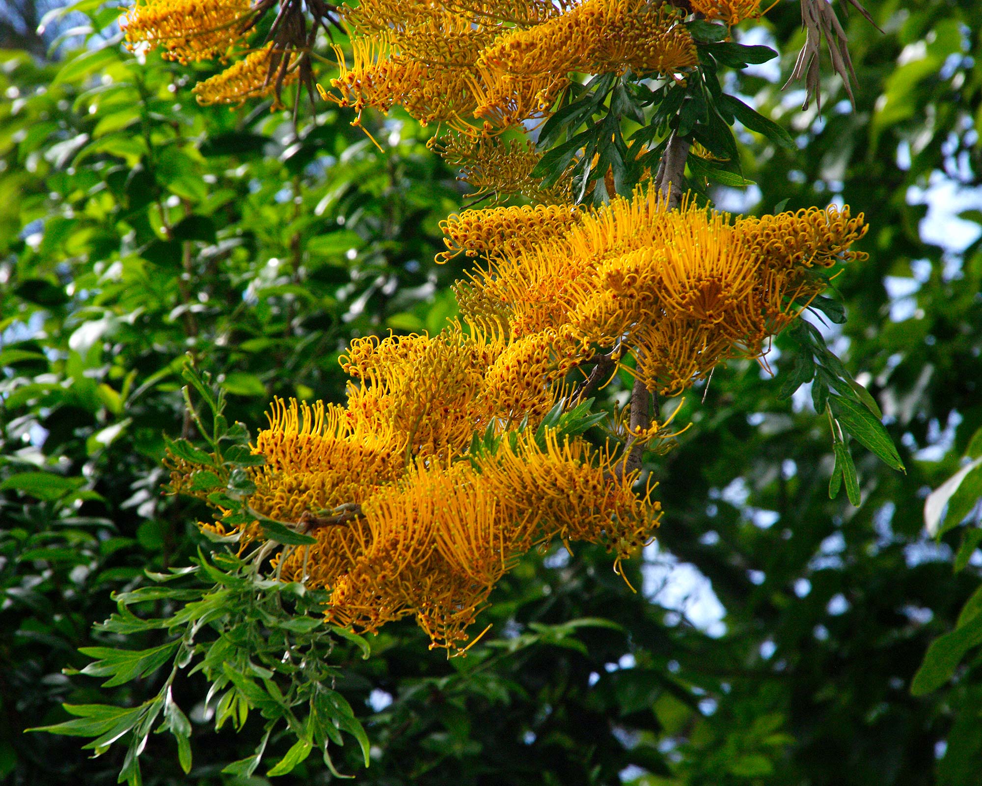 Grevillea robusta - golden toothbrush flowers of Grevillea Silky Oak