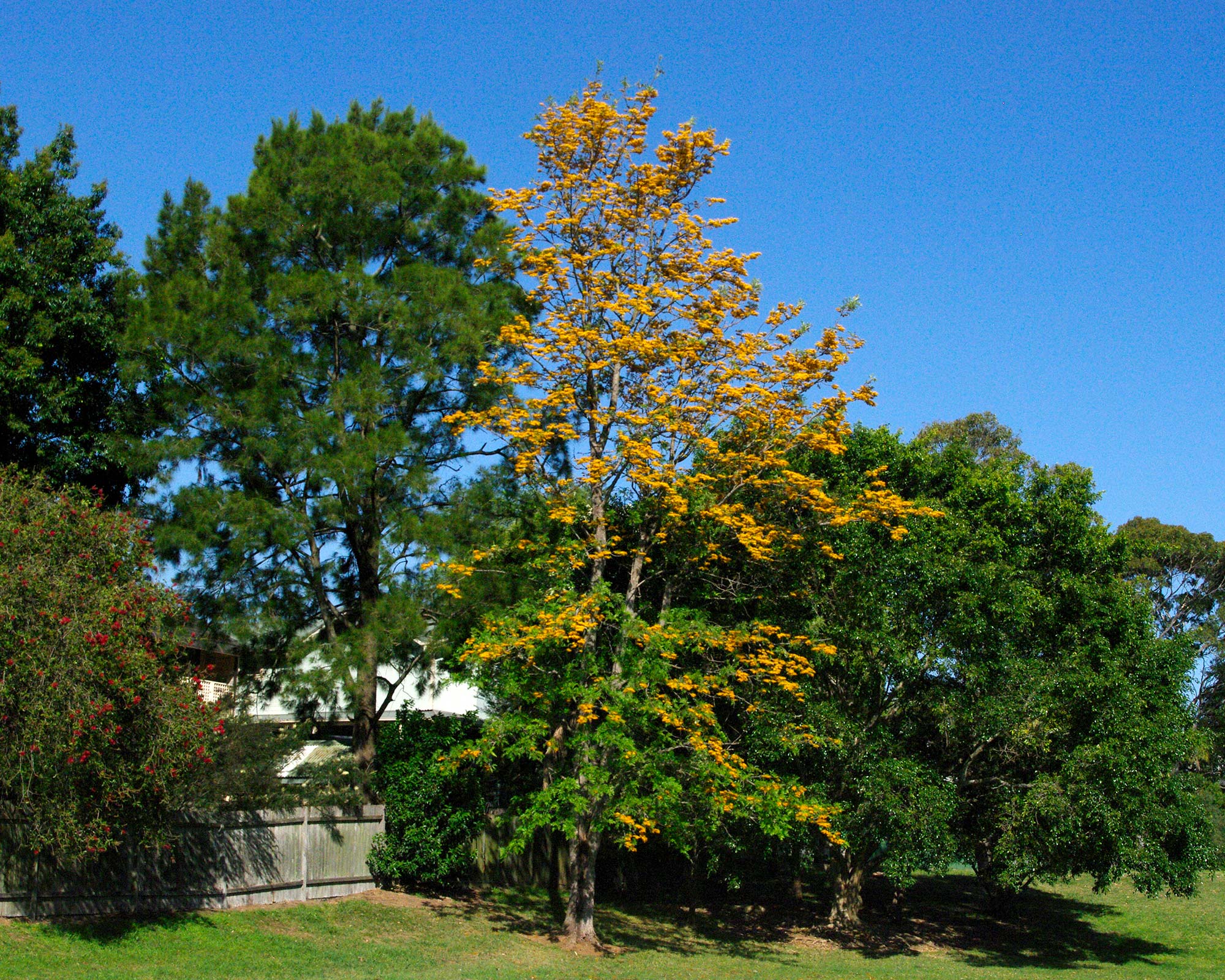 Grevillea Robusta - Silky Oak - large tree