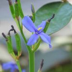 Aristea ensifolia Blue Brilliant