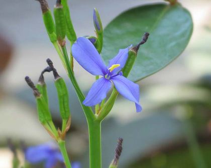 Aristea ensifolia - photo Linda DV