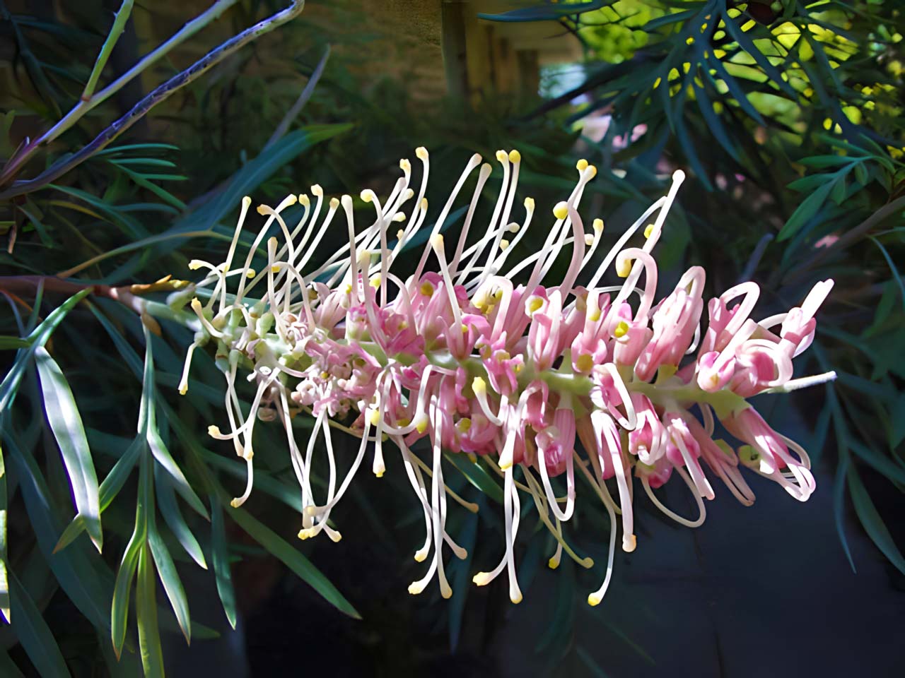 Grevillea 'Misty Pink' - many variations in shade and depth of colour