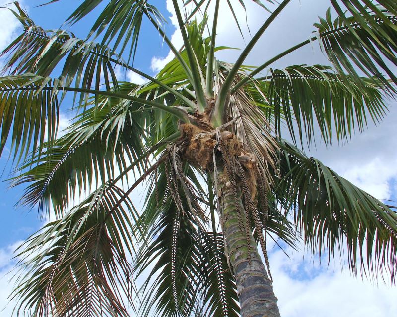 Howea foresteriana - Kentia Palm photo Peter A. Mansfeld