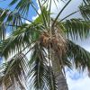Howea foresteriana - Kentia Palm photo Peter A. Mansfeld