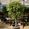 Ficus benjamina - with trained trunk