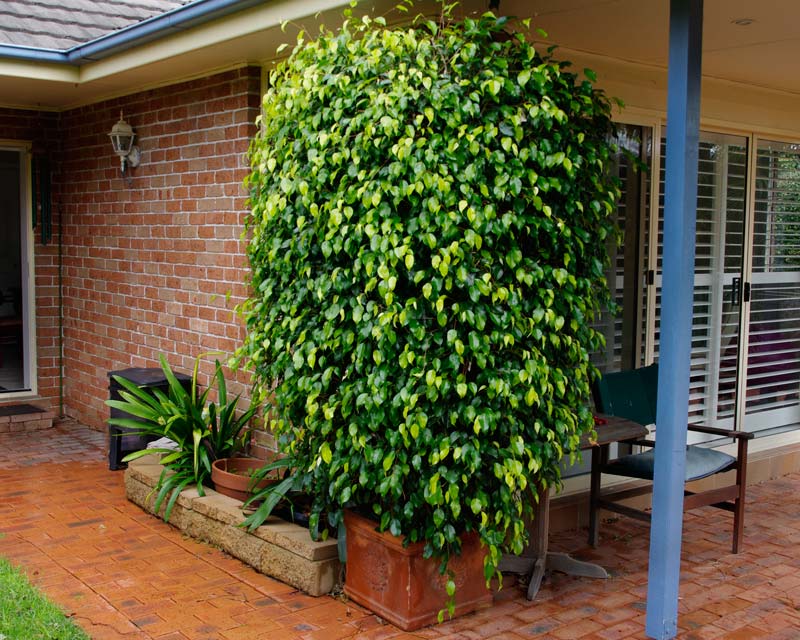 Ficus benjamina, good patio plant in pots or tubs