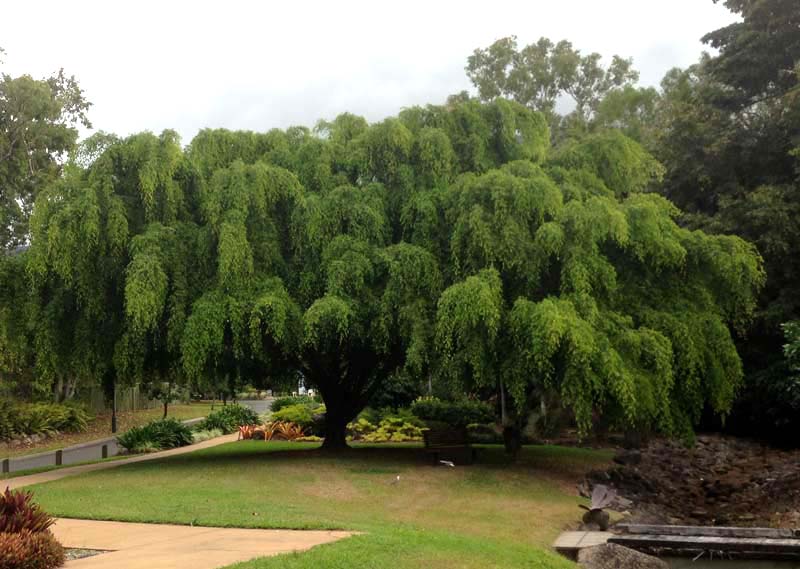 GardensOnline: Ficus benjamina