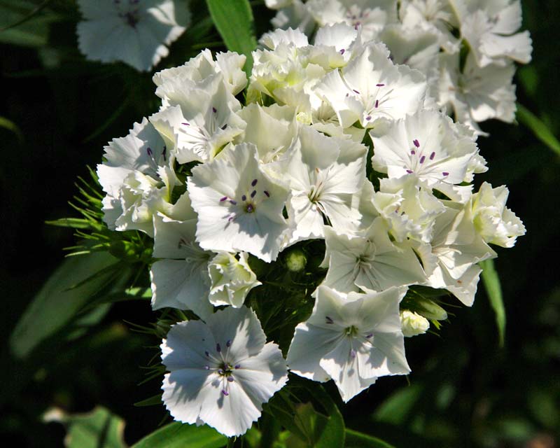 Dianthus barbatus - white cultivar - White Garden Sissinghurst