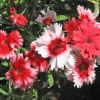 Dianthus barbatus - Sweet William