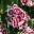 Dianthus barbatus, Roundabout Series Sweet William