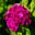 Sweet William,   Dianthus barbatus Roundabout series