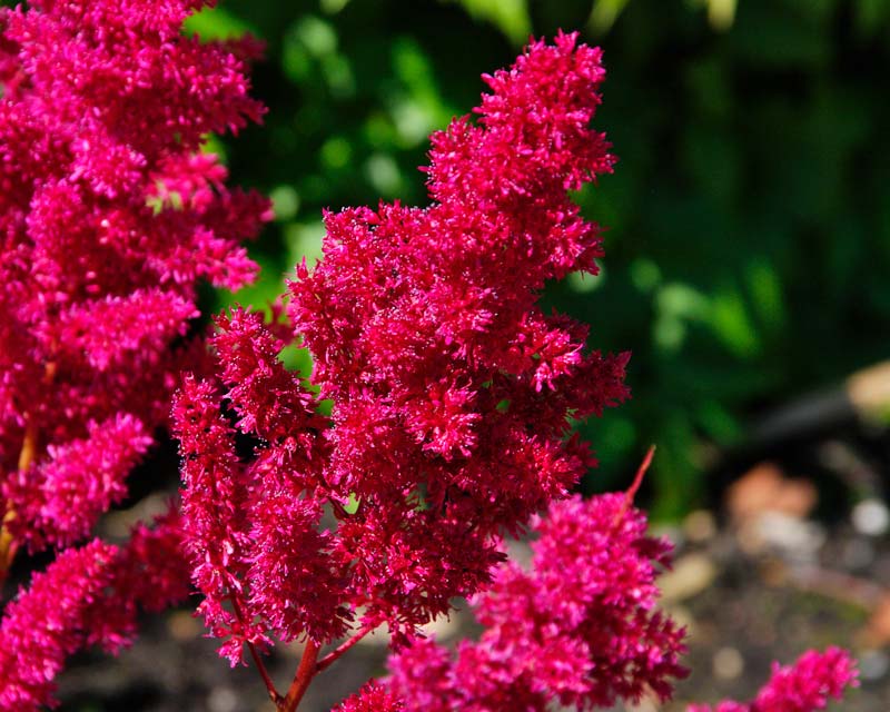 Astilbe Fanai is a Arendsii hybrid with deep pink fluffy plumes