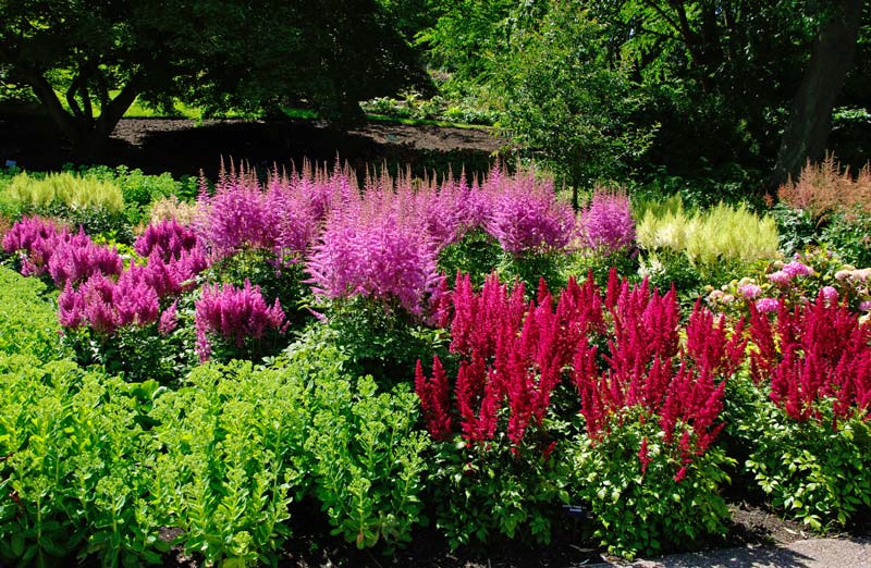 Astilbe hybrids create colourful border display - these are a mix of Japonica and Arendsii hybrids