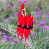 Swainsona formosa - Sturts Desert Pea  bright red flowers with black eyes