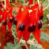 Swainsonia formosa - Sturt's Desert Pea