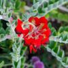 Sturt's Desert Pea - bright red flowers grow in ring around top of flower stem