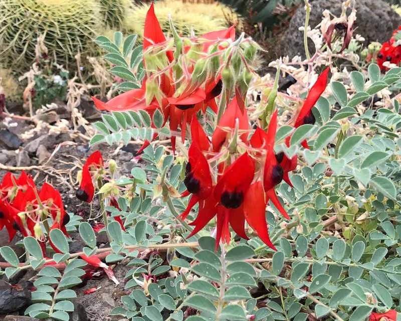 Swainsona formosa - Sturts Desert Pea  bright red flowers with black eyes