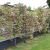 Eleocarpus reticulatus - blueberry ash, a great, fast growing screen
