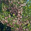 Eleocarpus reticulatus - Blueberry Ash