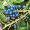 Elaeocarpus reticulatus famous blue berries