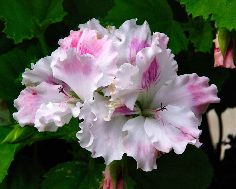 Regal Pelargonium - Palmura Pearl - has pink and white azalea-like flowers