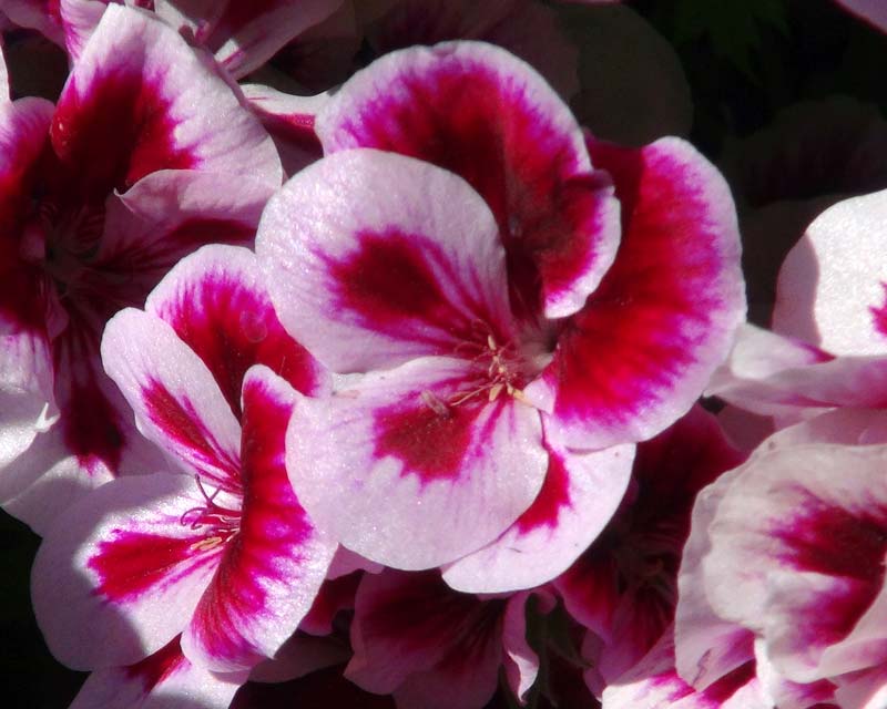 Regal Pelargonium Candy Flowers Bi-colour Cambi - have white and pink flowers