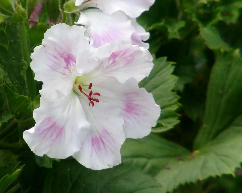 Regal Pelargonium Delli - frilly white flowers feathered with mauve
