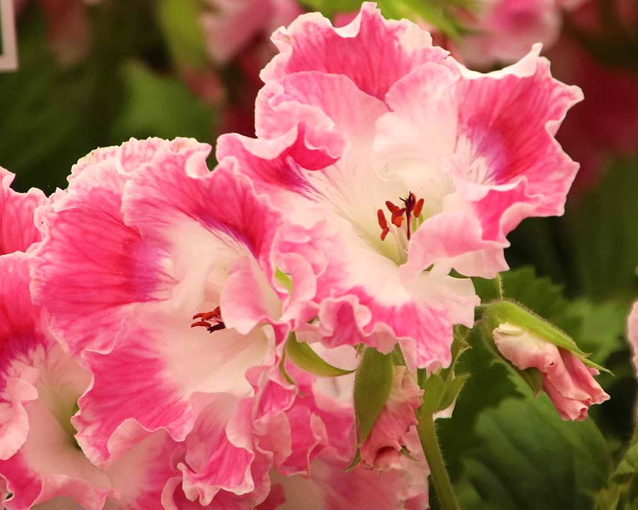 Pelargonium Regal Hybrid Delli - frilly pink and white flowers